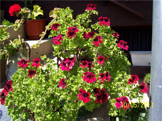 Susjedova engleska pelargonija